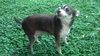 Lilly the Little Chihuahua