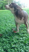 Lilly the Little Chihuahua