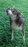 Lilly the Little Chihuahua