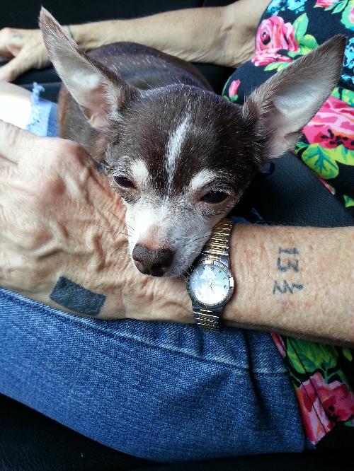 Lilly the Little Chihuahua