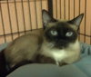 Riversong the Snowshoe Siamese Lady