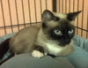 Riversong the Snowshoe Siamese Lady