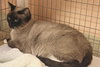 Riversong the Snowshoe Siamese Lady