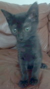 Sweet Pea the Precious Kitten