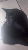 Sweet Pea the Precious Kitten
