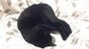 Sweet Pea the Precious Kitten