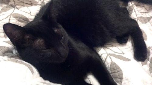 Sweet Pea the Precious Kitten