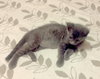 Gray the Purr Machine Kitten