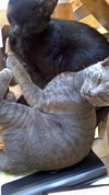 Gray the Purr Machine Kitten