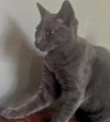 Gray the Purr Machine Kitten