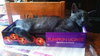 Gray the Purr Machine Kitten