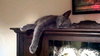 Gray the Purr Machine Kitten