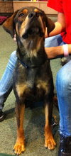 Dino the Hound Mix