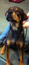 Dino the Hound Mix