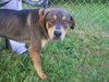 Dino the Hound Mix