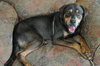 Dino the Hound Mix