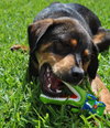Dino the Hound Mix