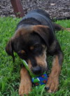 Dino the Hound Mix