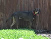 Dino the Hound Mix