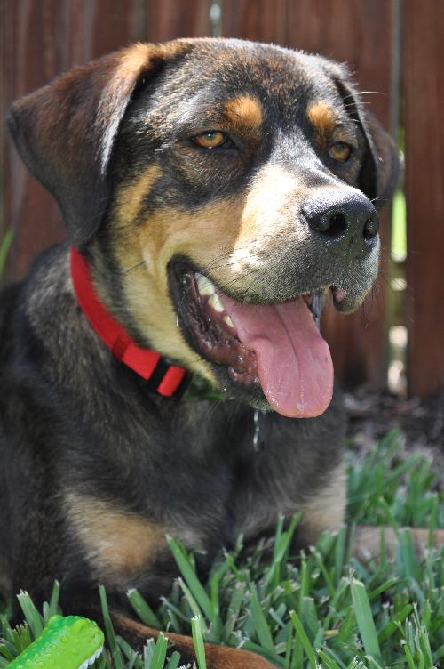Dino the Hound Mix