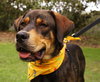 Dino the Hound Mix
