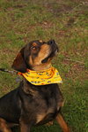 Dino the Hound Mix