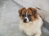 Hamish the Tibetan Spaniel