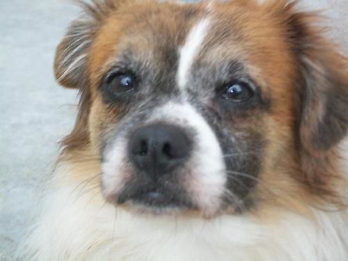 Hamish the Tibetan Spaniel