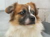 Hamish the Tibetan Spaniel