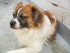Hamish the Tibetan Spaniel