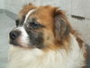 Hamish the Tibetan Spaniel