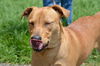 Sami the Lab/Vizsla Mix