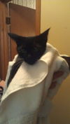 Boots the Mellow Little Kitten