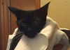 Boots the Mellow Little Kitten