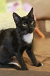 Boots the Mellow Little Kitten
