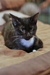 Boots the Mellow Little Kitten