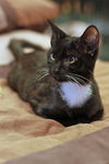 Boots the Mellow Little Kitten