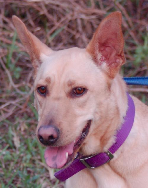 Lucy ~ Bark Busters Trained