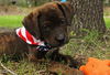 Ashton the Plott Hound Puppy