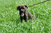 Ashton the Plott Hound Puppy