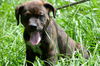 Ashton the Plott Hound Puppy