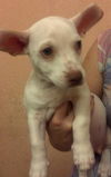 ZZ Top the JRT/Chi Puppy