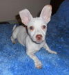 ZZ Top the JRT/Chi Puppy