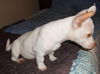 ZZ Top the JRT/Chi Puppy