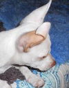 ZZ Top the JRT/Chi Puppy