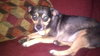 Petie the Big Chihuahua