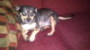 Petie the Big Chihuahua