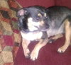 Petie the Big Chihuahua