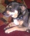 Petie the Big Chihuahua