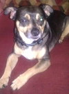 Petie the Big Chihuahua